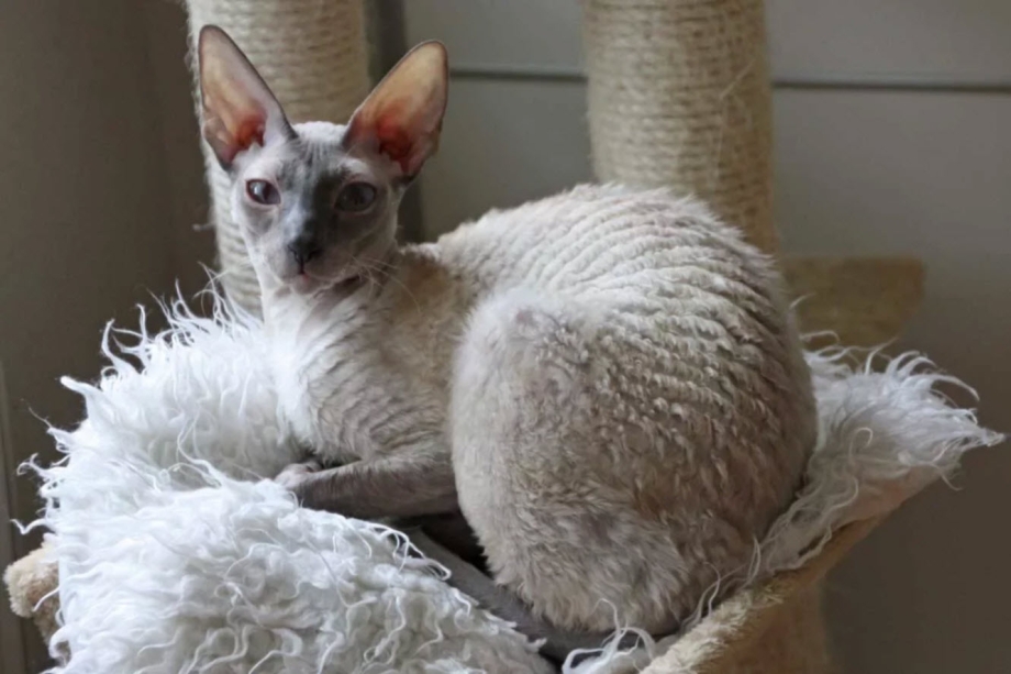 Корниш рекс кошка