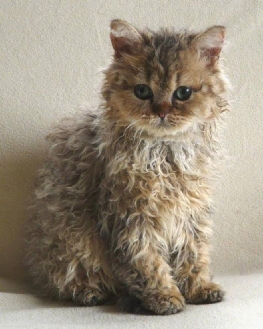Кошка Селкирк рекс