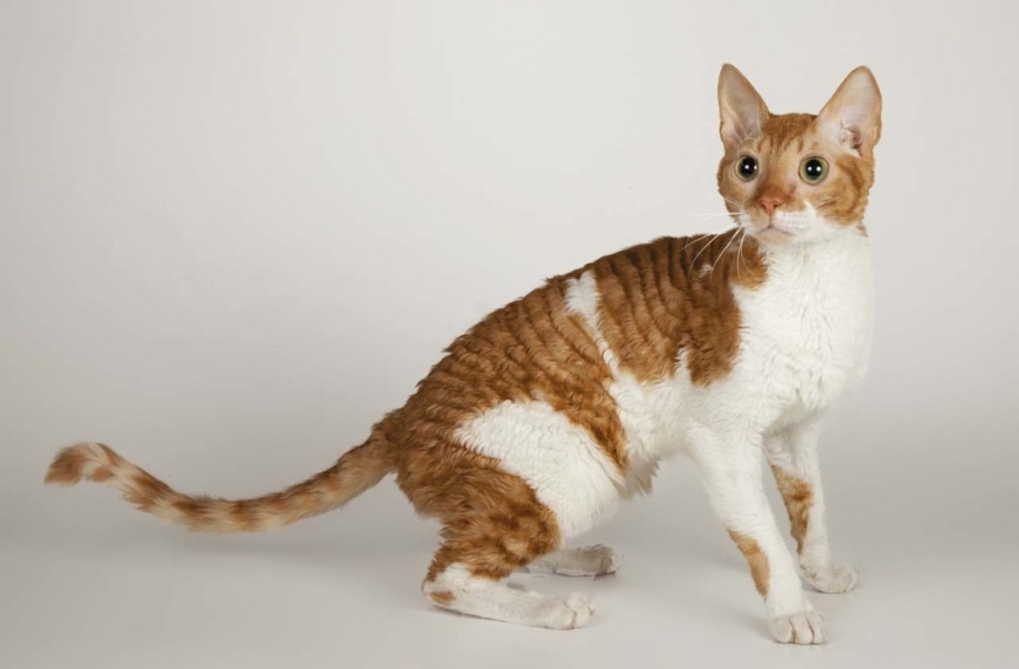 Уральский рекс кошка