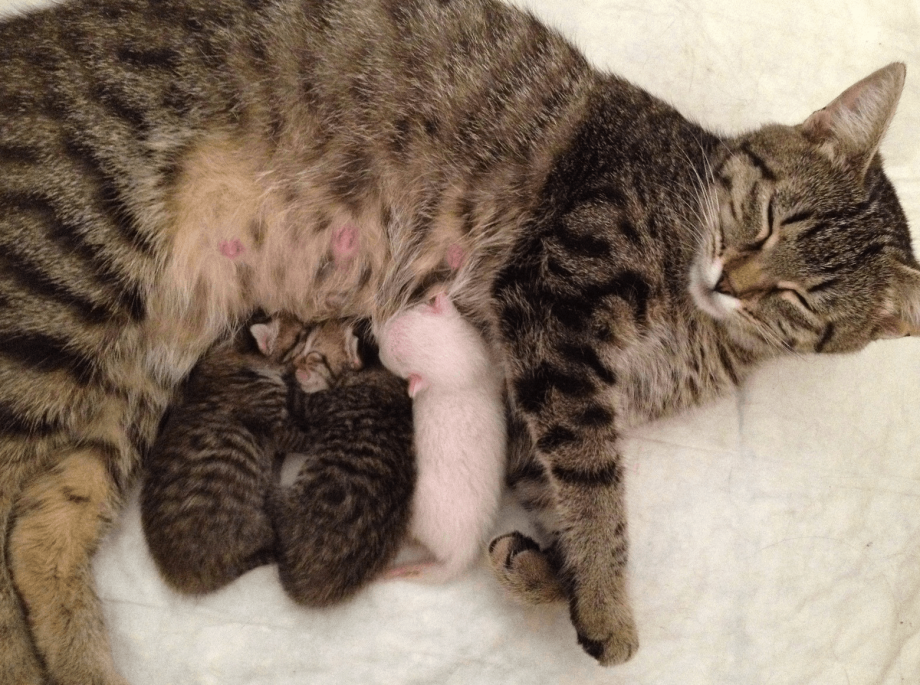 Кошка с новорожденными котятами