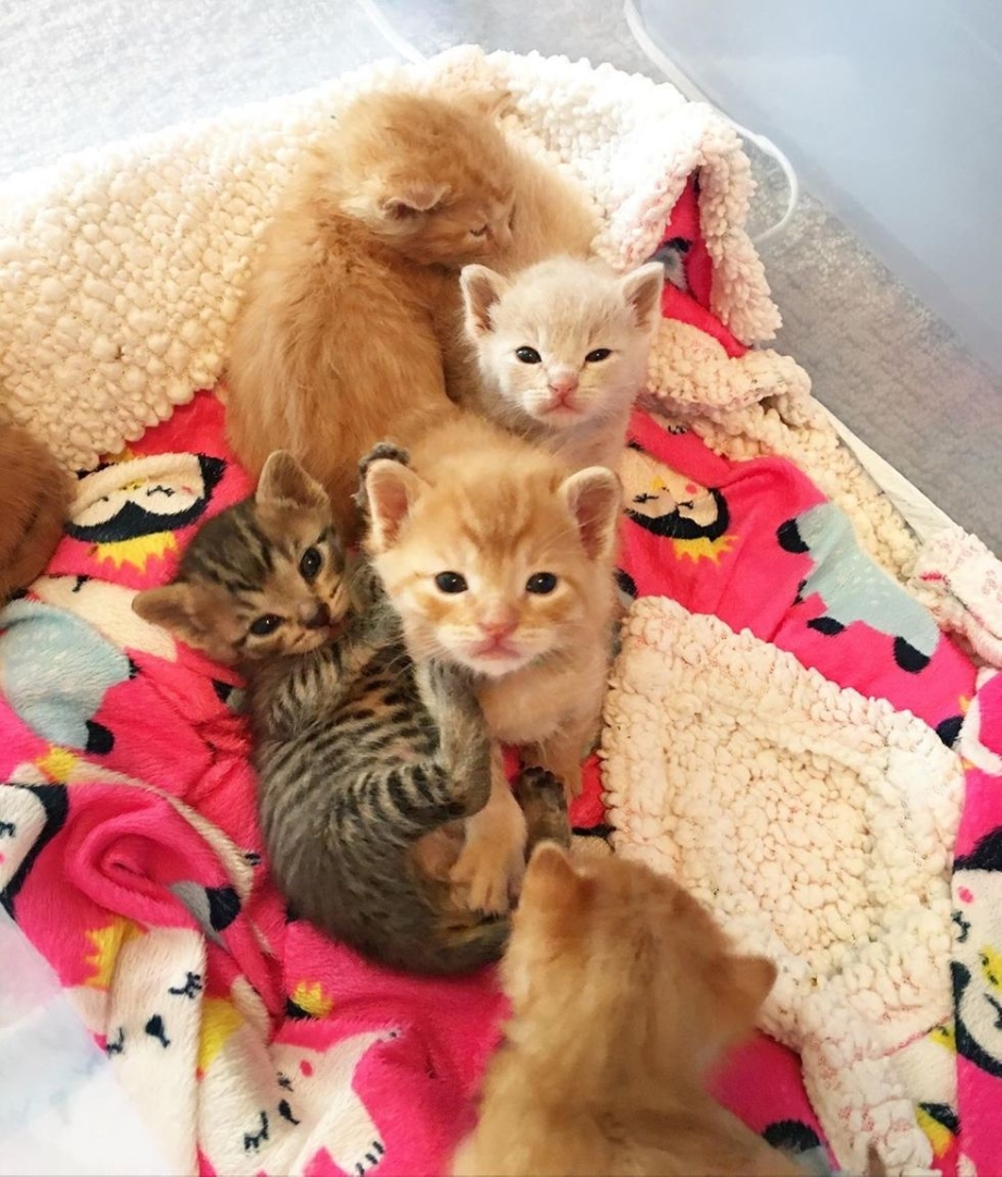 Беременная кошка с котятами