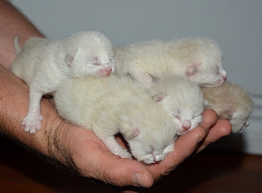 50 Котят