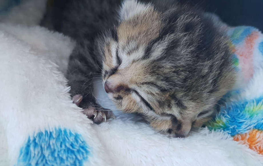 Котята открывают глаза