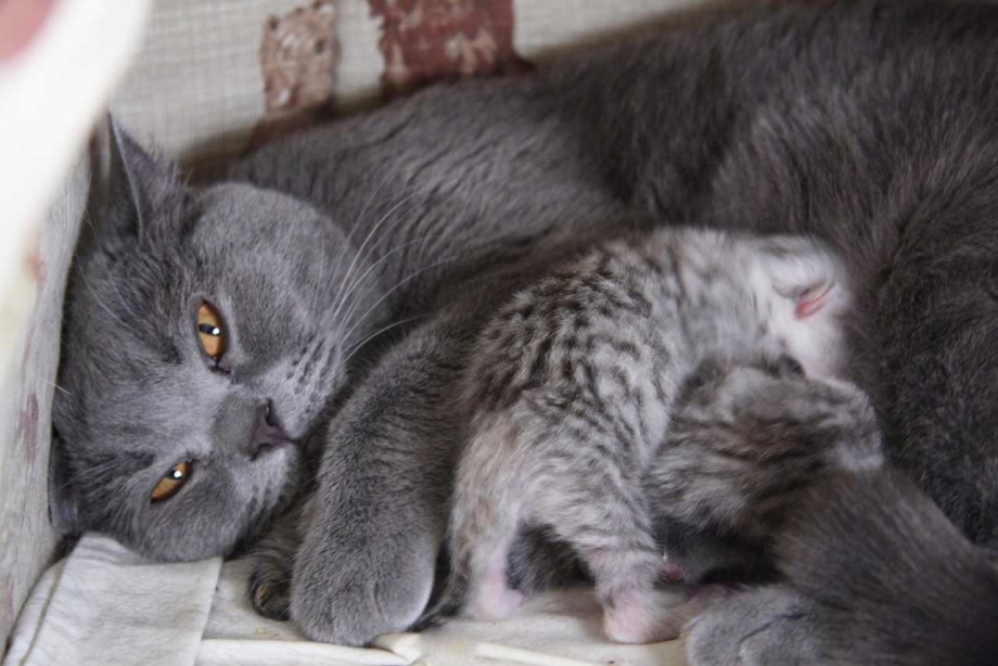 Новорожденные котята