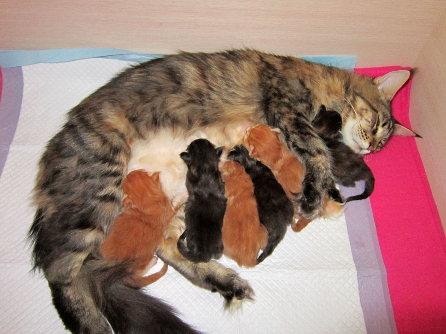 Новорожденные котята
