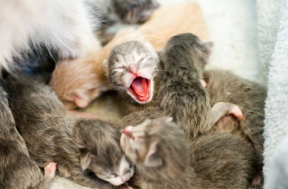Кошка с родившимися котятами