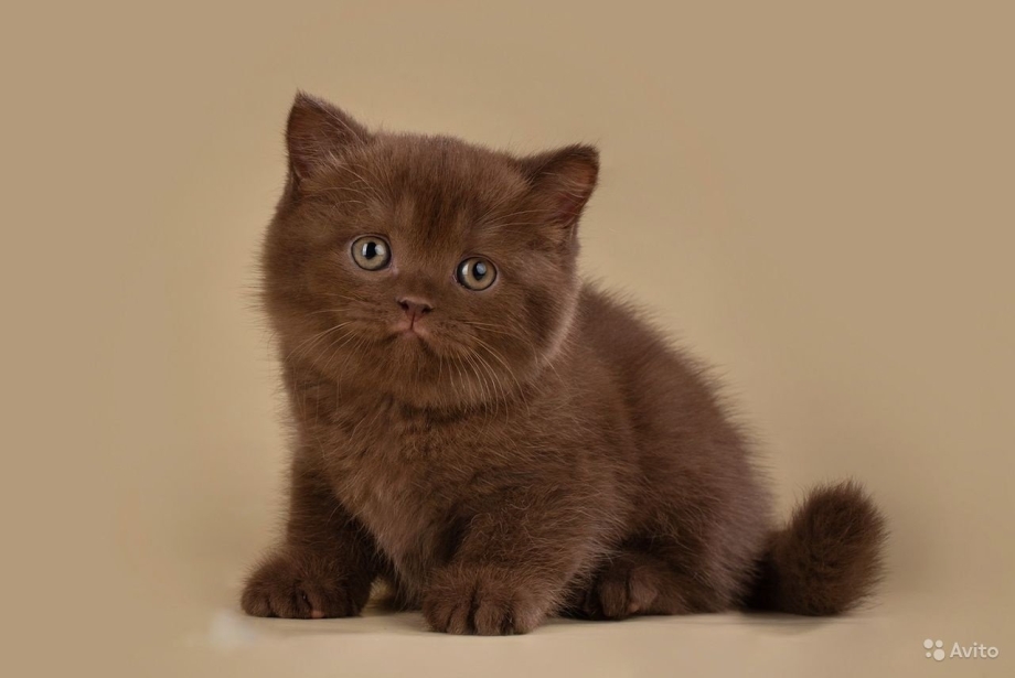 Шоколадный британец котенок