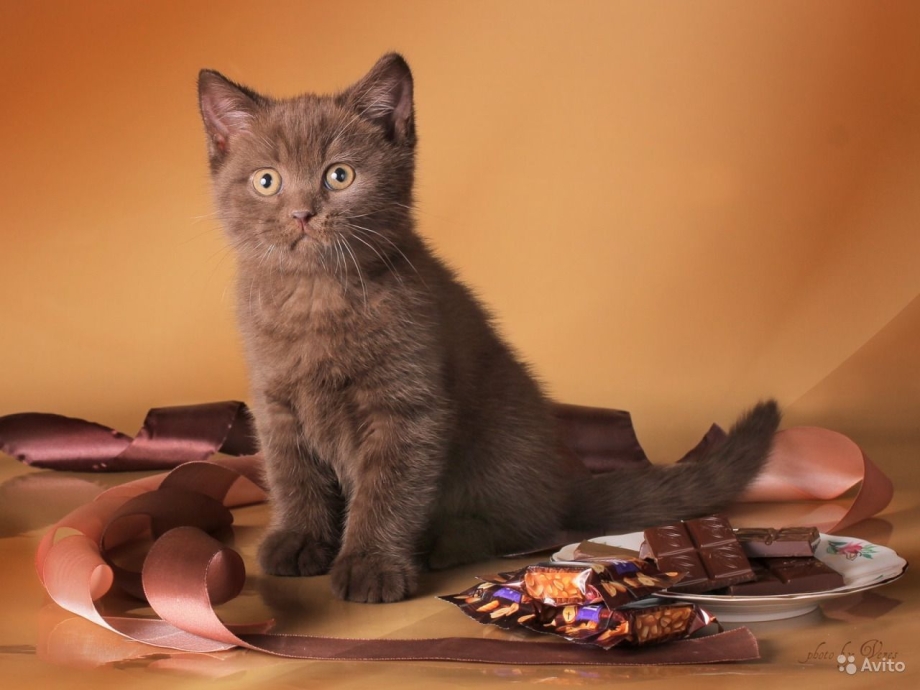 Шотландская котенок прямоухая шоколад
