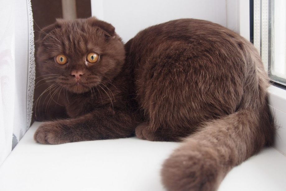 Шотландцы коты коричневые
