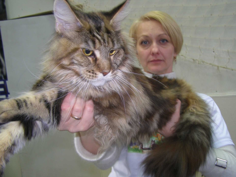 Котята метисы Мейн куна