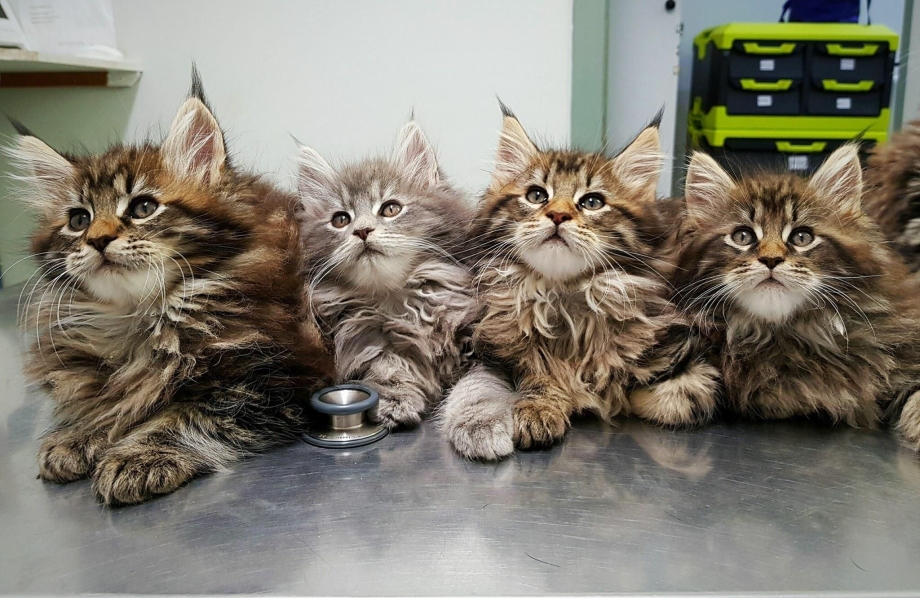 Метис Мейн куна коричневый