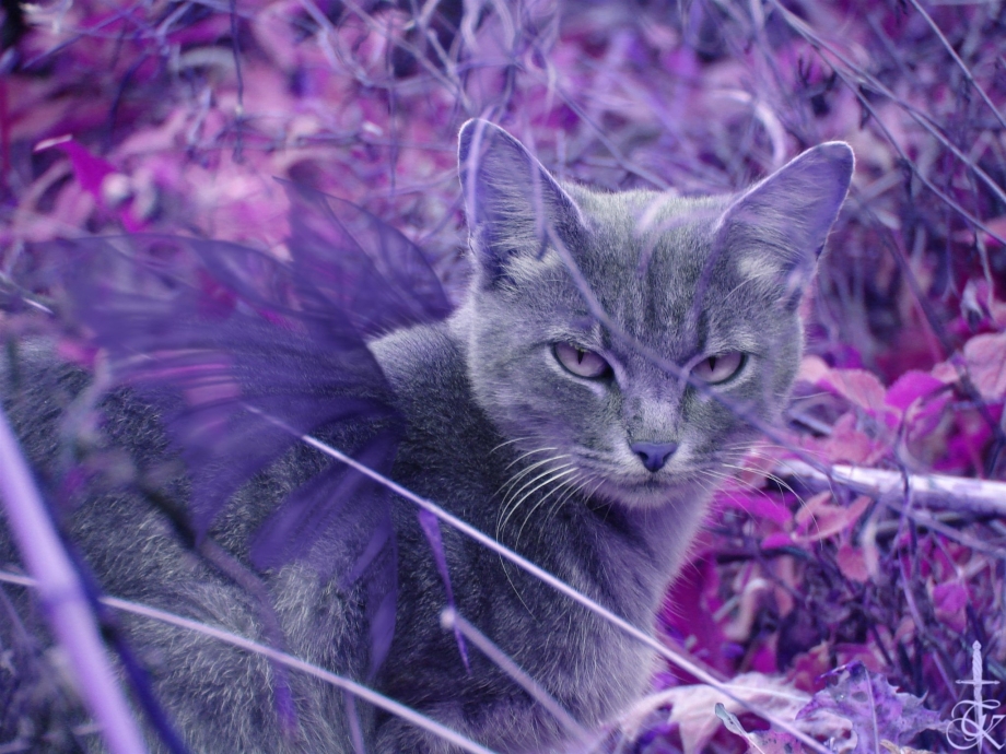 Сиреневая кошка