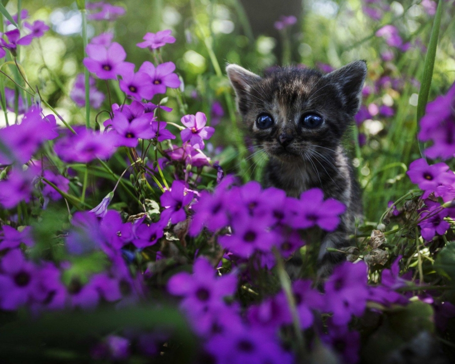 Котенок в цветах