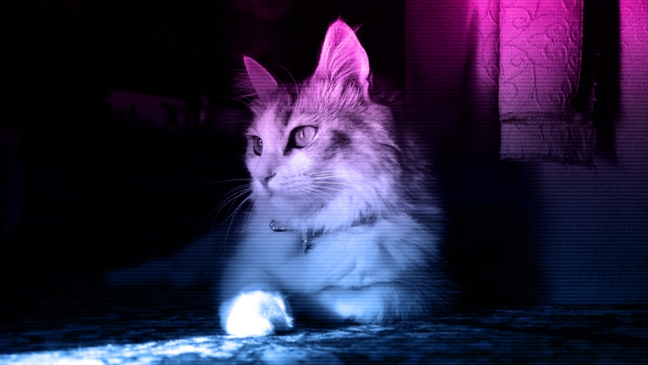 Неоновый кот