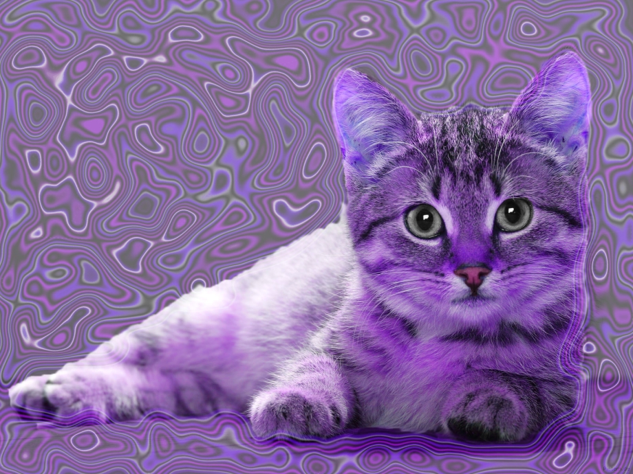 Котик на фиолетовом фоне