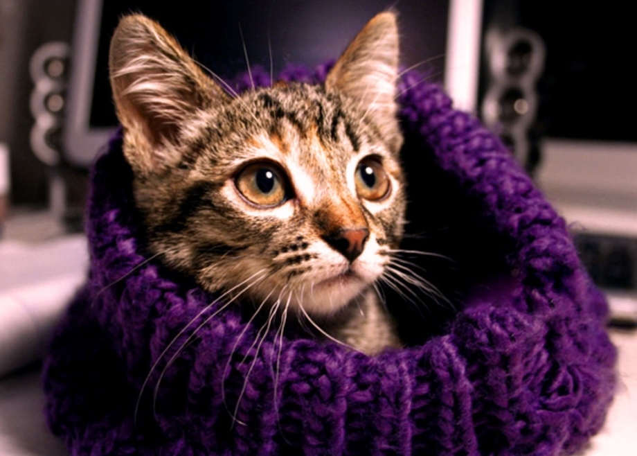Фиолетовый котик