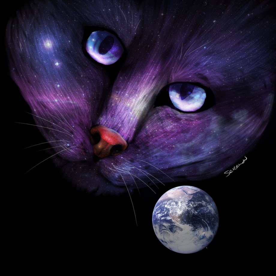 Кошка с фиолетовыми глазами