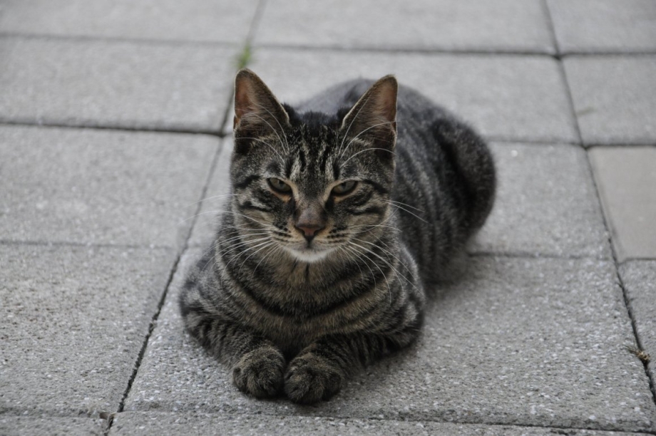 Уличная серая кошка