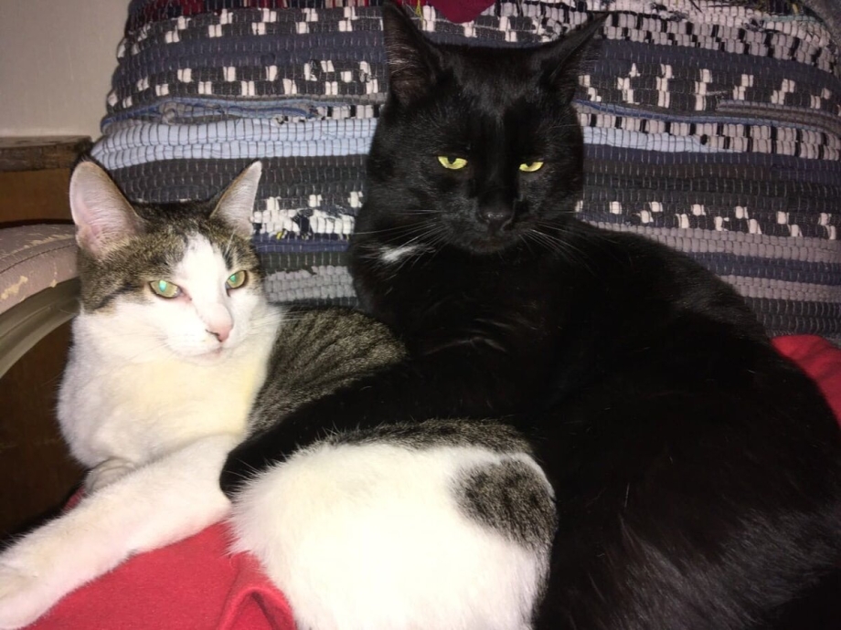Подружить кошку с котенком