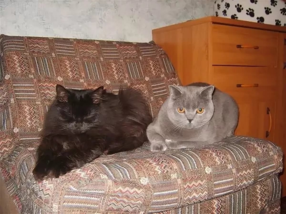 Кошка одна в квартире