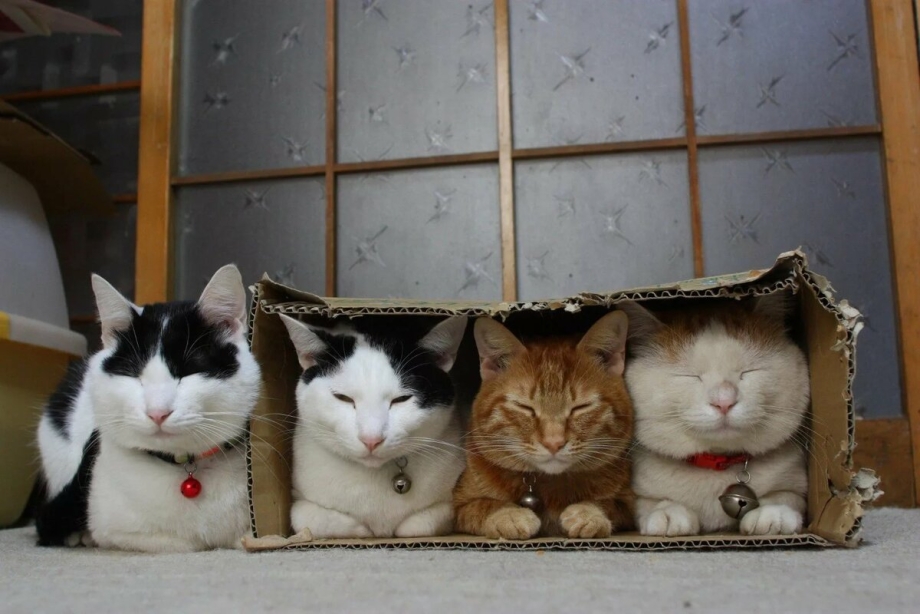 Коты в коробке