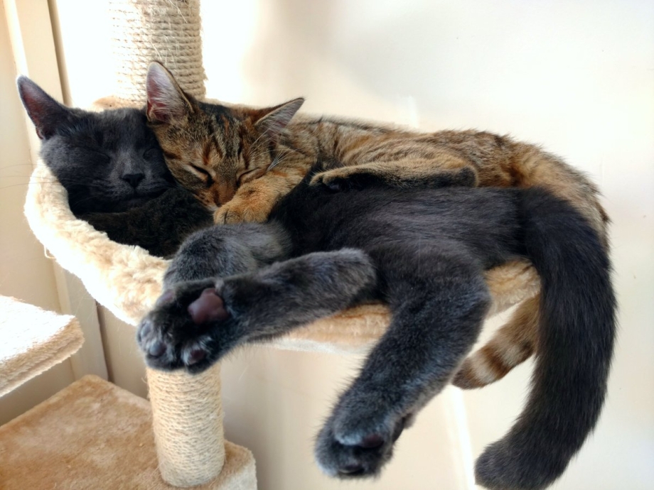Кот лежит на коте