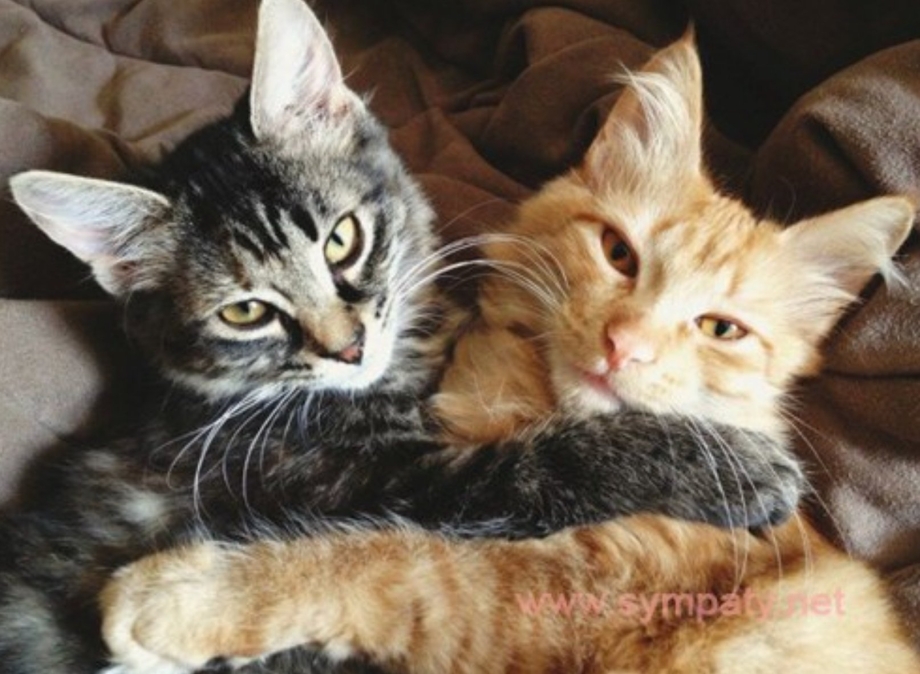 Коты мирятся