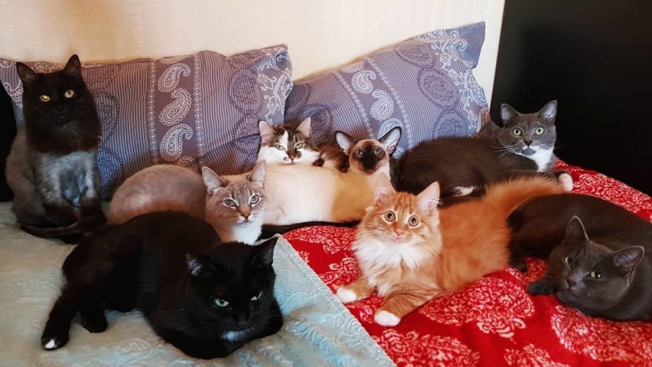 Много котиков в квартире
