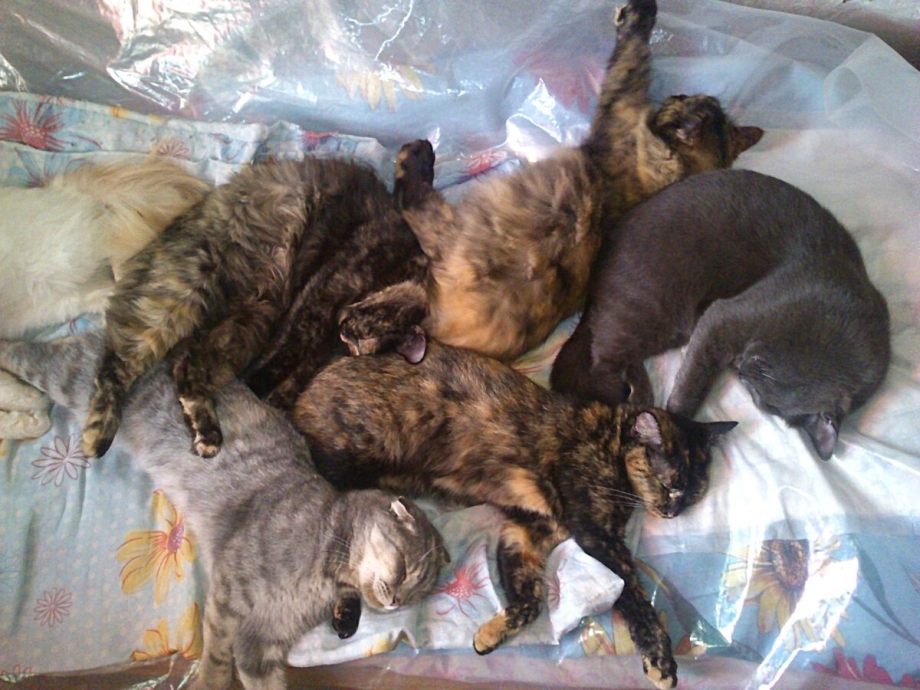 130 Кошек в квартире