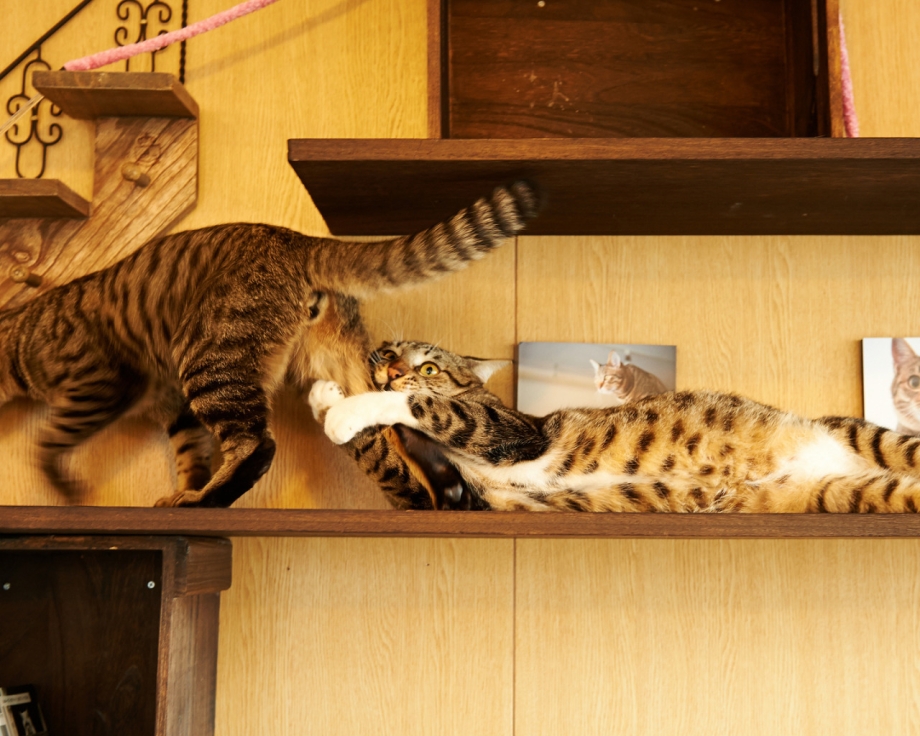 Коты дурачатся