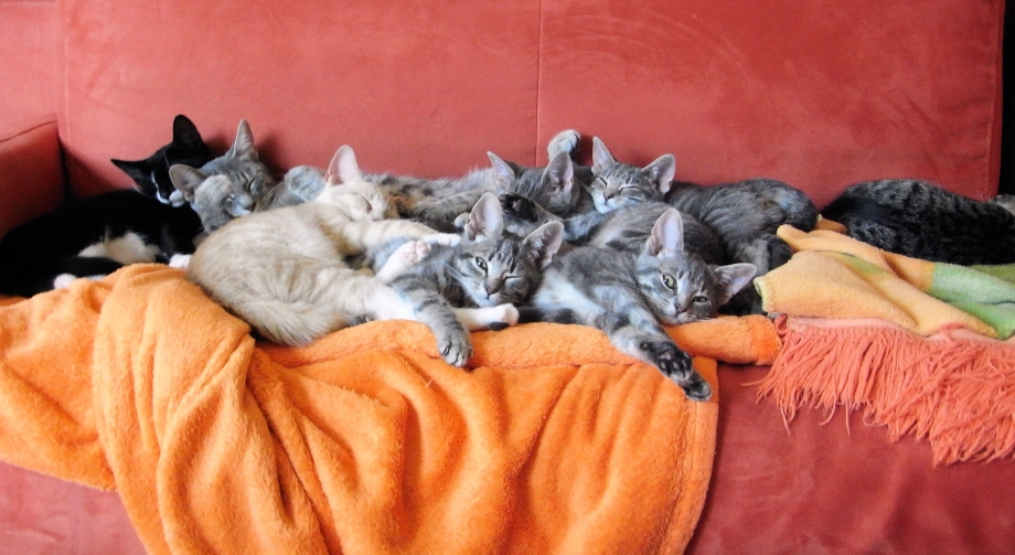 Много котят спят