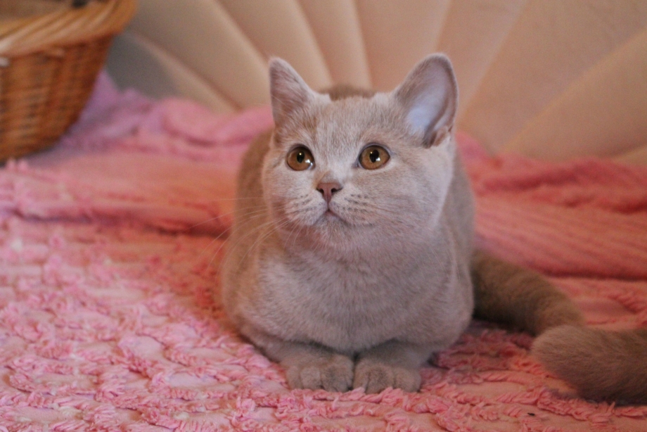 Котенок с плюшевой шерстью