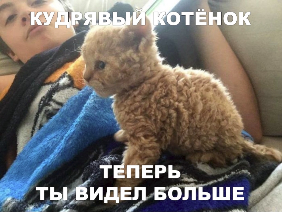 Кудрявые котята