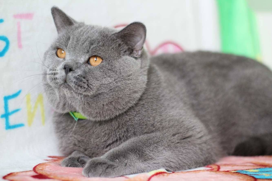 Британская плюшевая кошка