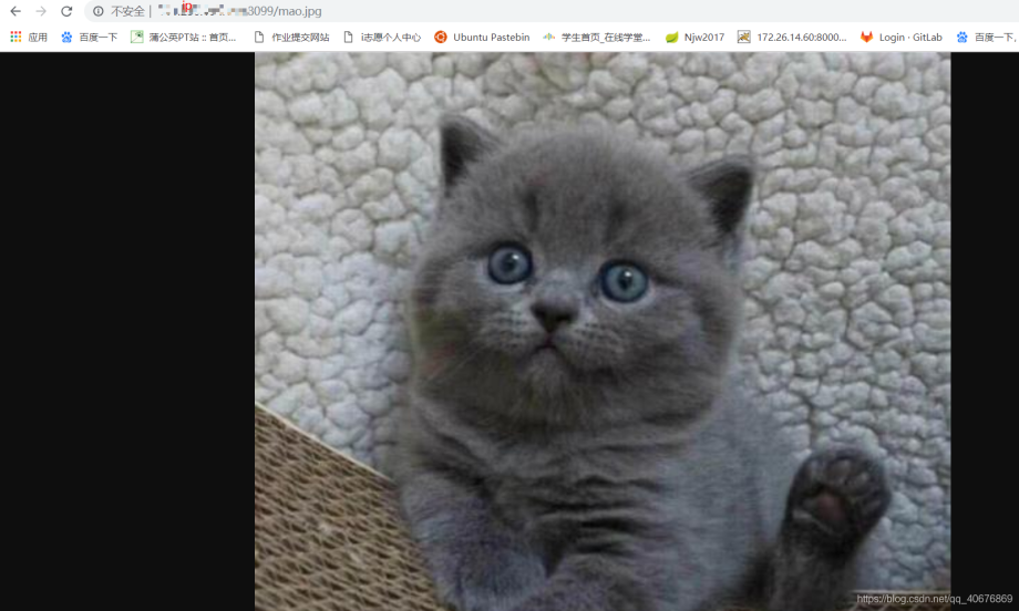 Чистокровные британские котята