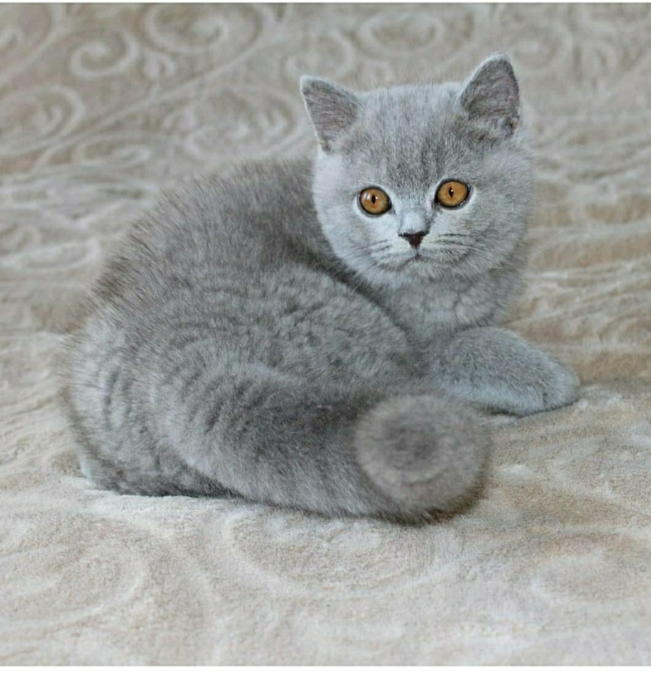 Британский плюшевый кот
