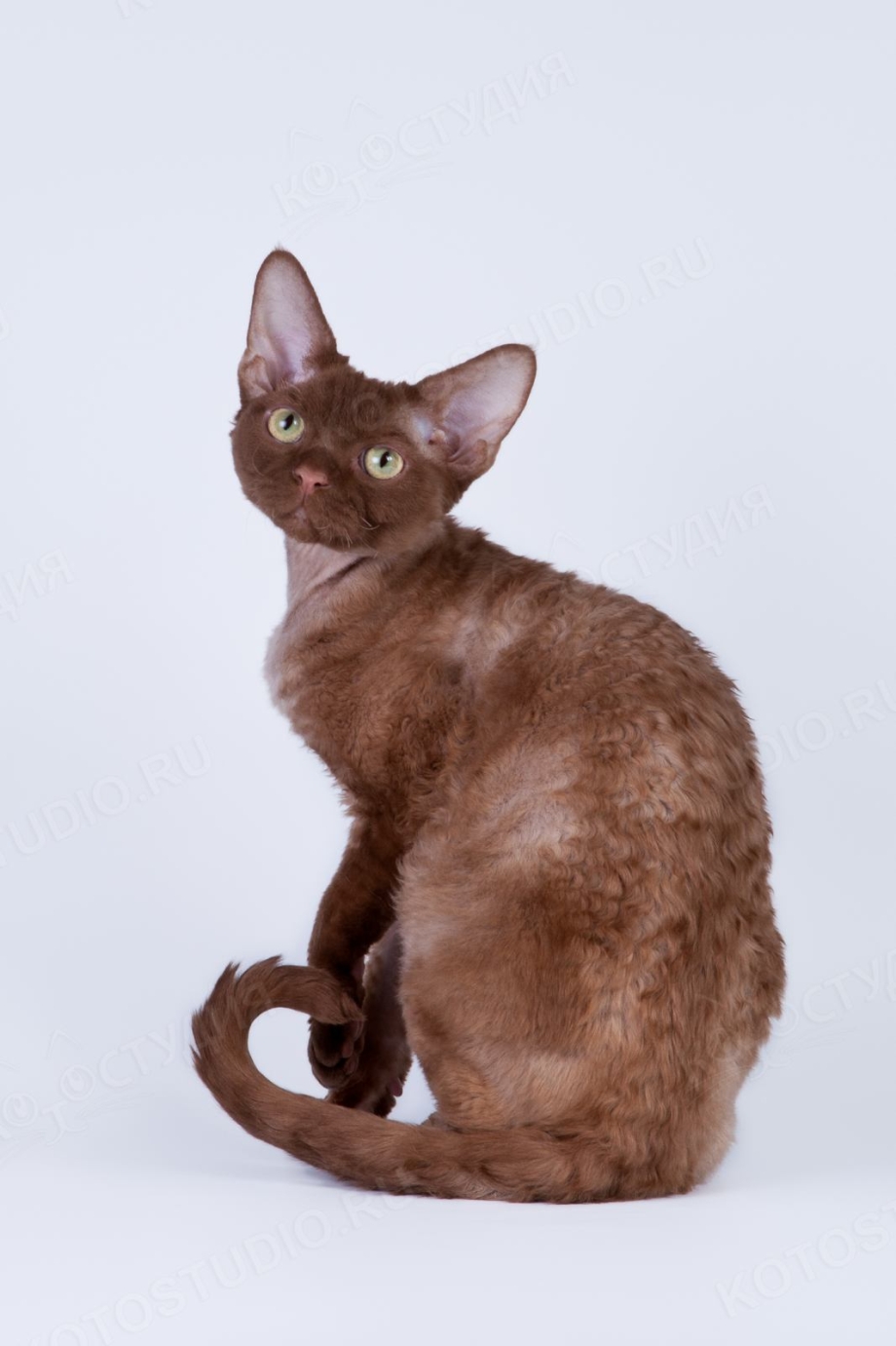 Рекс кошка