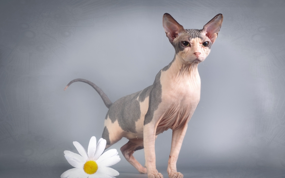 Сфинкс кот