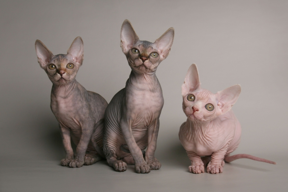 Сфинкс короткошерстная кошка