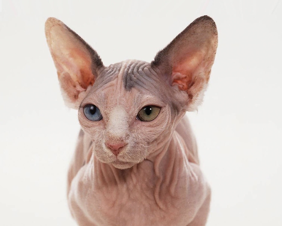 Минскин (Minskin)
