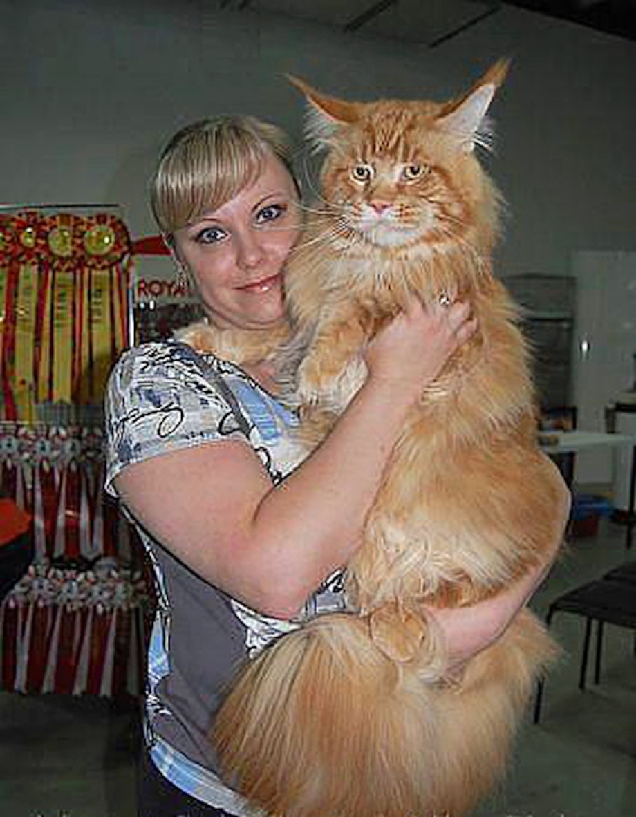 Кот Мейн кун с человеком