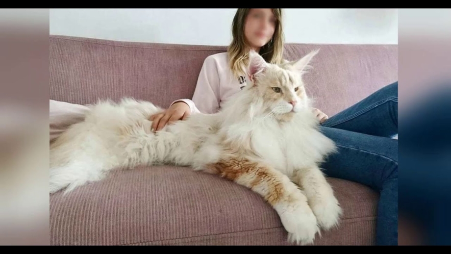 Мейн кун 60 кг