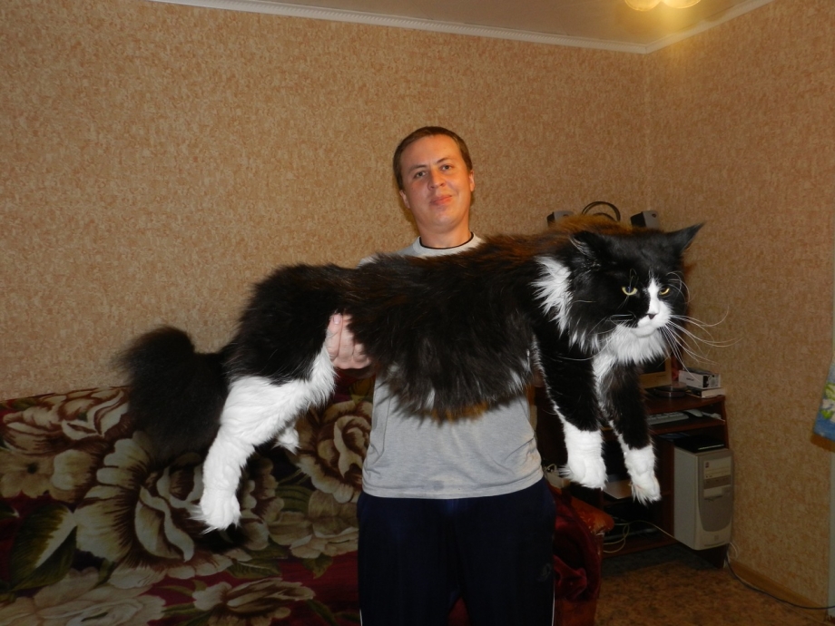 Мейн кун Стьюи