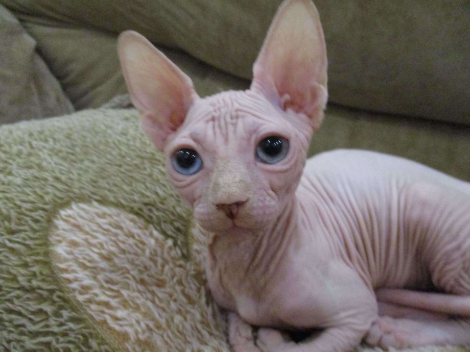 Сфинкс кошка рыжая