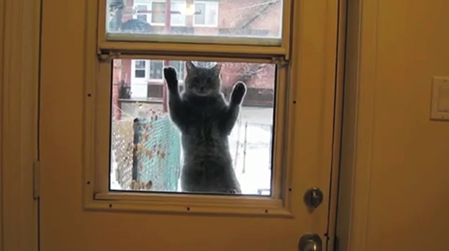Кот вернулся домой