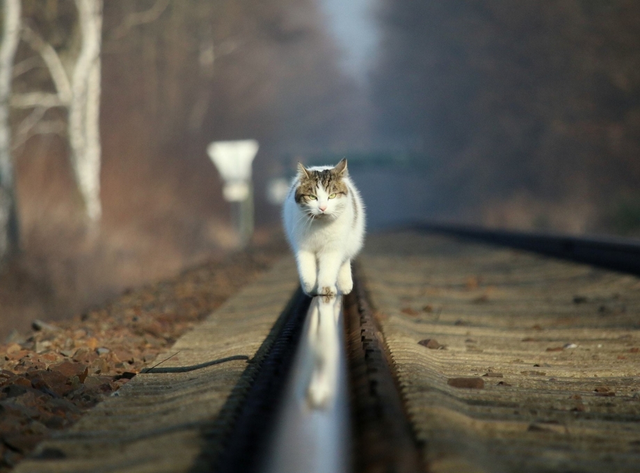 Кошка на рельсах