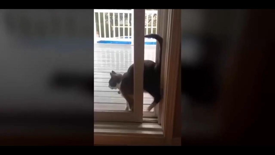 Кошка под дверью