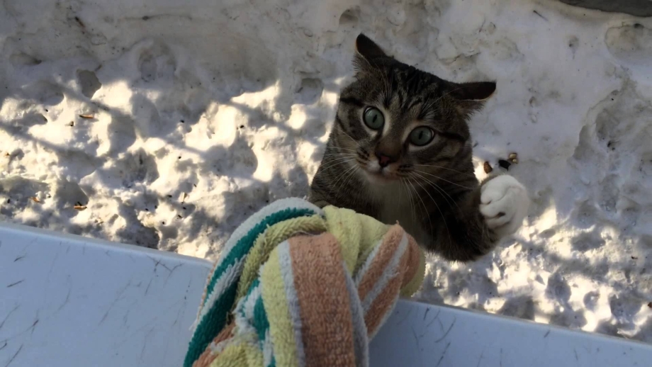 Кот возвращается домой
