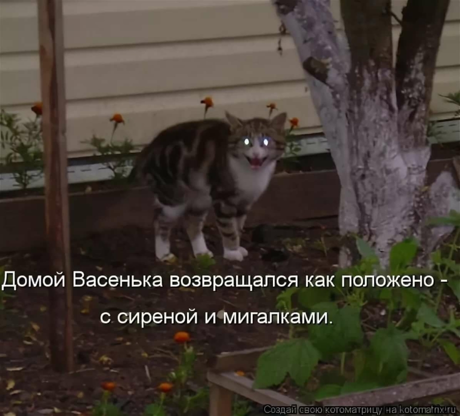 Кот Васенька вернулся