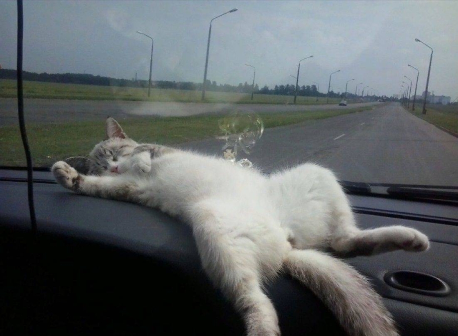 Одинаковые котики